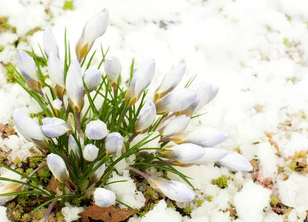 Весенние цветы, подснежники против талого снега — стоковое фото