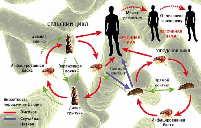 Чума - вся правда о болезни, унесшей жизни миллионов