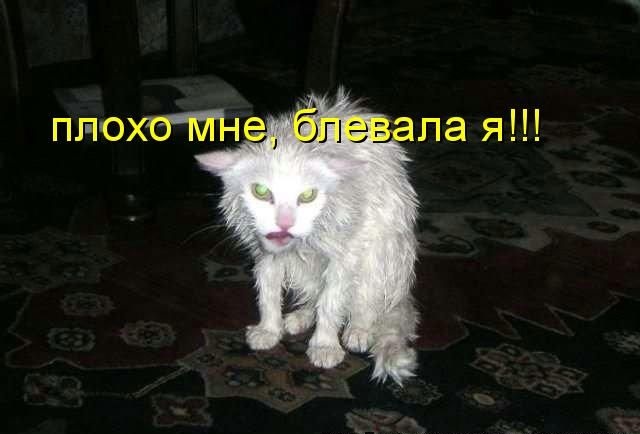 На утро, с похмелья.( 70 фото)