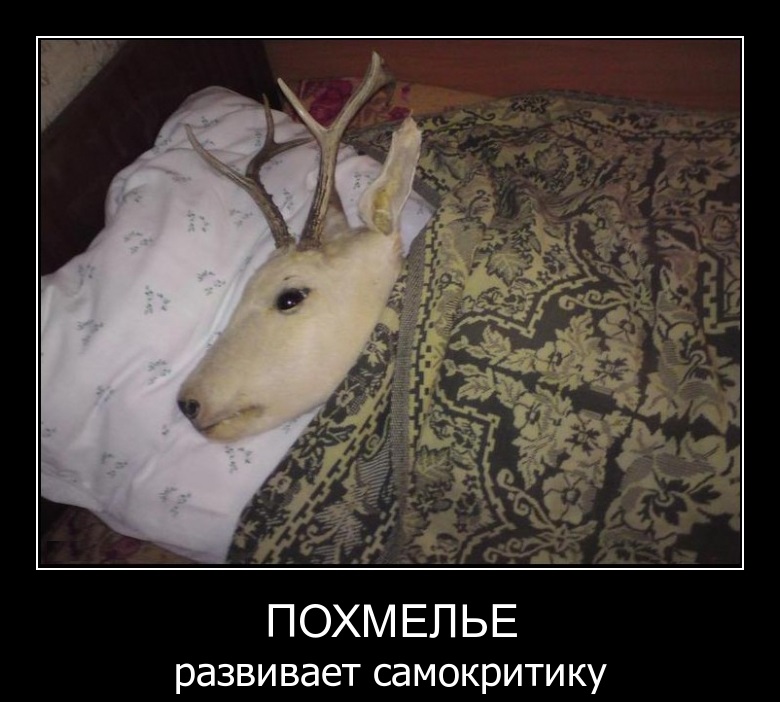 На утро, с похмелья.( 70 фото)