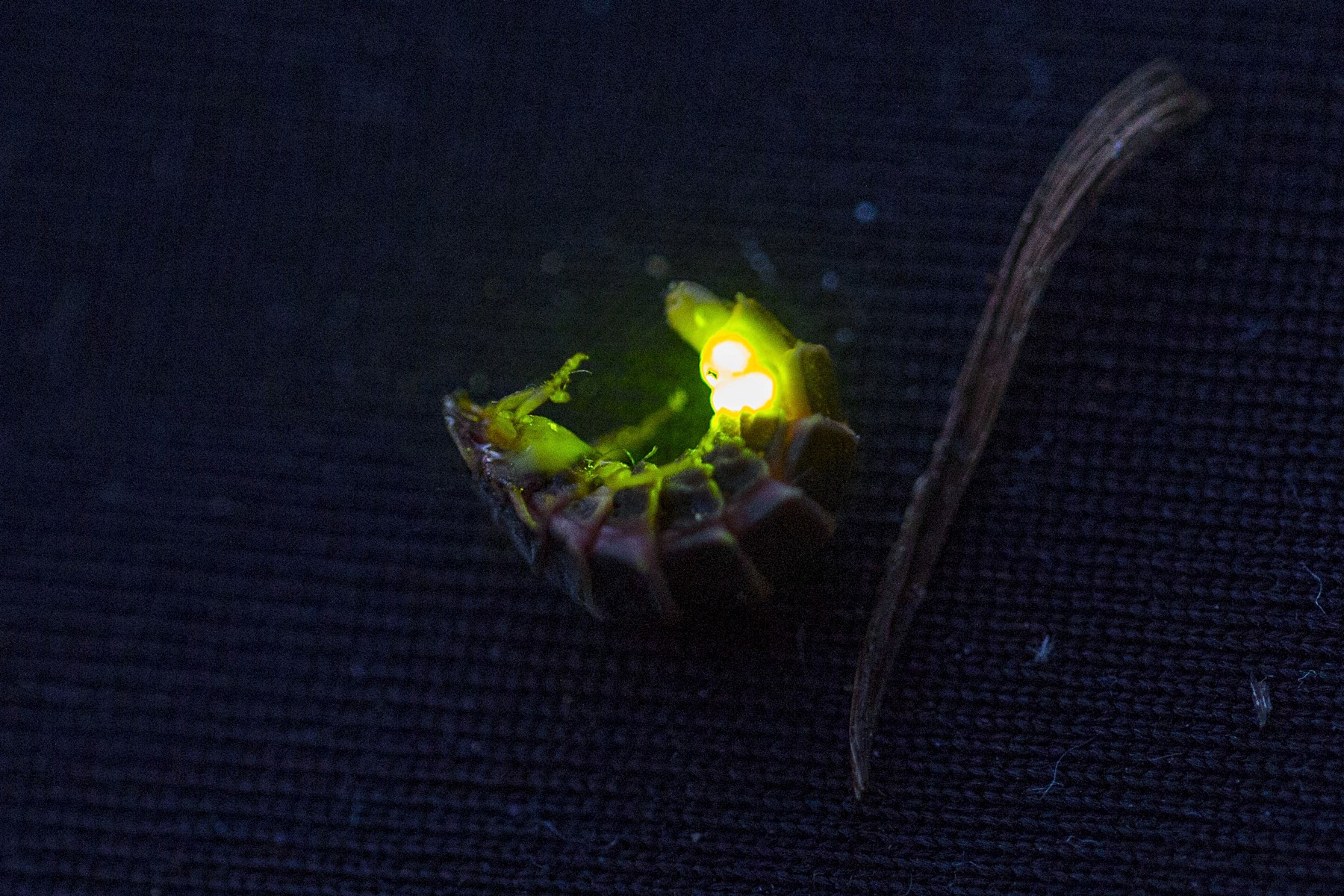 Обыкновенный светляк (лат. Lampyris noctiluca)